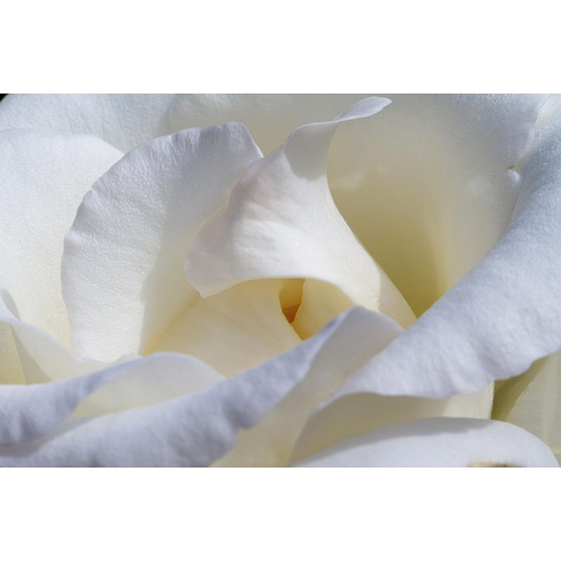 Beautiful Close-up of Rose Mural Wallpaper Photography Horizontal Wall Decor for Home