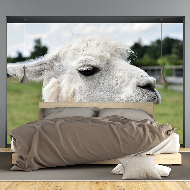 Alpaca Animal Wall Mural for Living Room, Moisture Resistant, Made to Measure