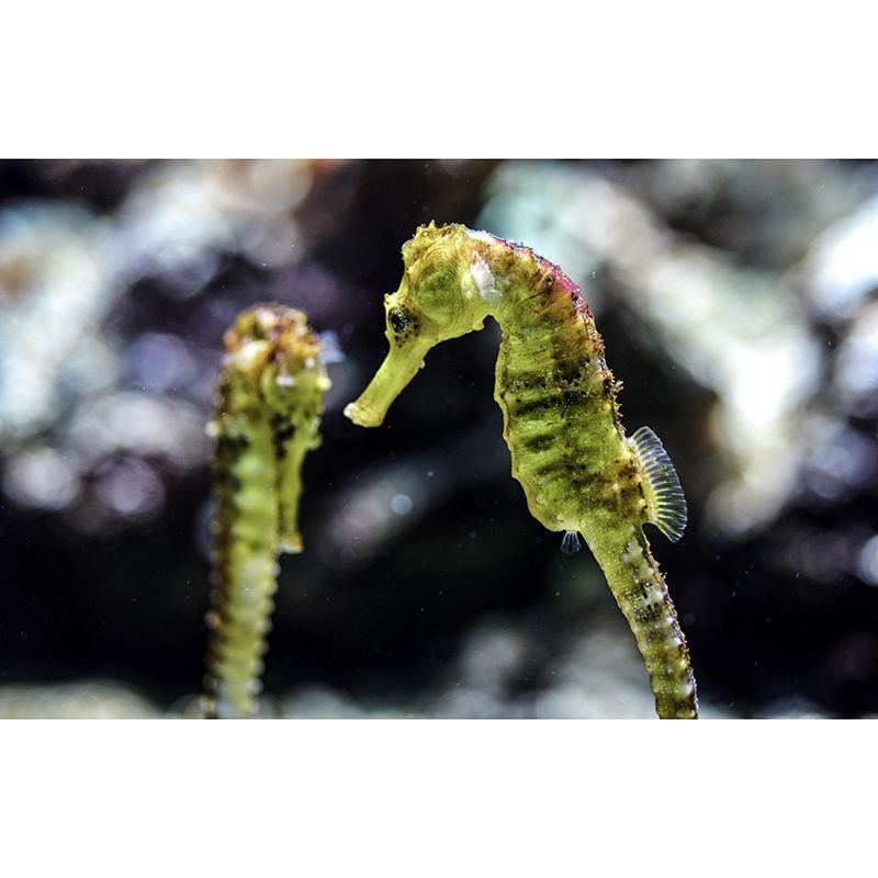 Customized Contemporary Hippocampus Mural Mildew Resistant for Sitting Room Bedroom