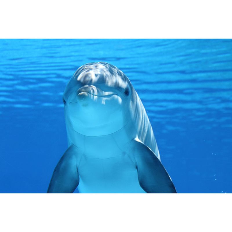 Marine Life Mildew Resistant Wallpaper Sleeping Room Wall Mural