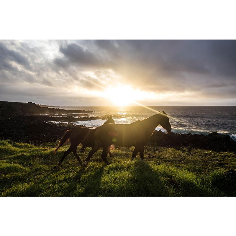 Photography Horses Mural Wall Decor Mildew Resistant Living Room Wall Mural for Decoration