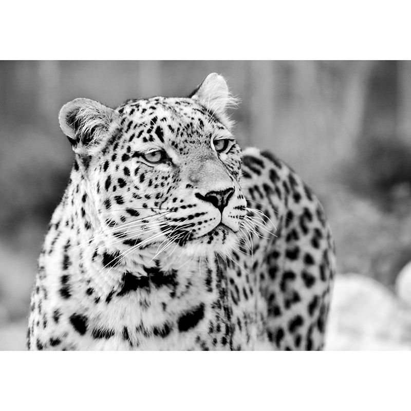 Wild Animal Leopard Mildew Resistant Wall Art Decor for Sitting Room, Made to Measure