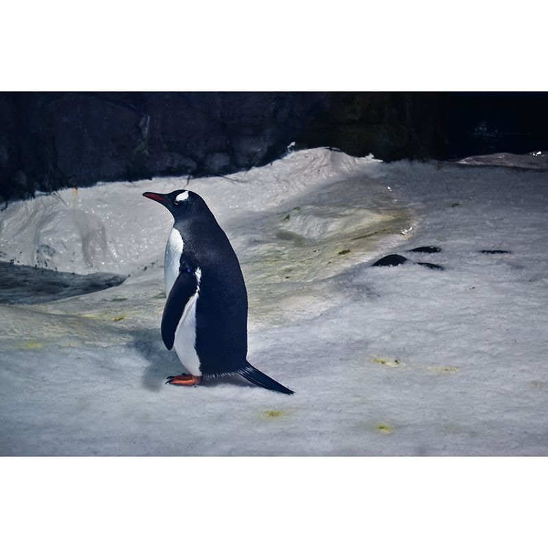 Antarctic Penguins Wall Murals Contemporary Environment Friendly Wall Art for Bedroom