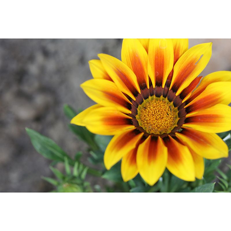 Chrysanthemum Flower Mural Wallpaper Minimalist Home Decor, Customized Size Available