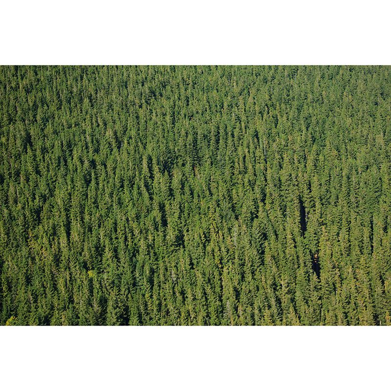 Light Color Forest Mural Contemporary Sleeping Room Wall Mural