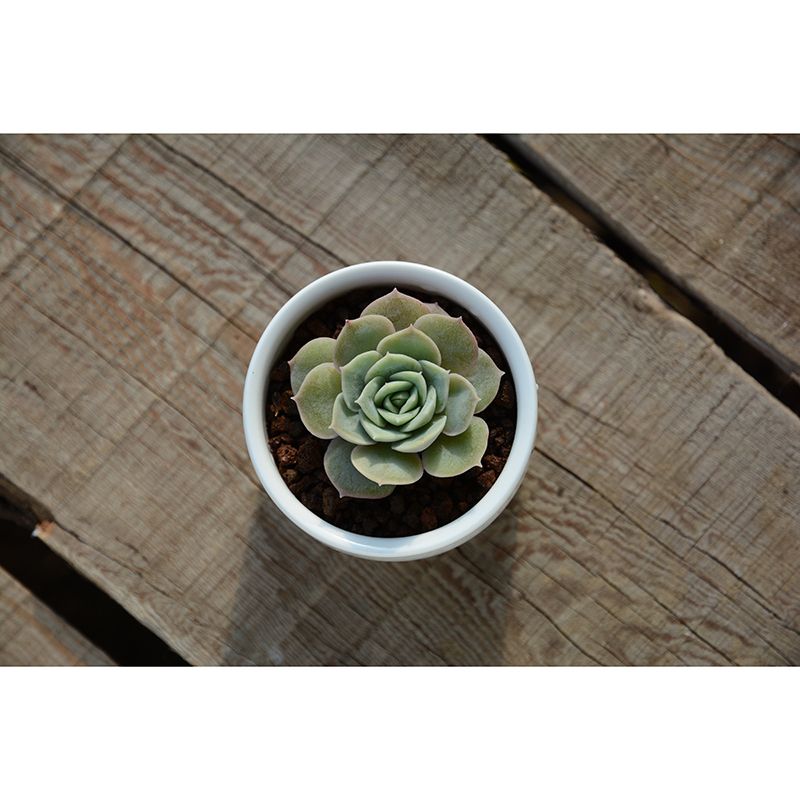 Green Tropical Plant Wall Covering for Study Room, Personalized Size Available