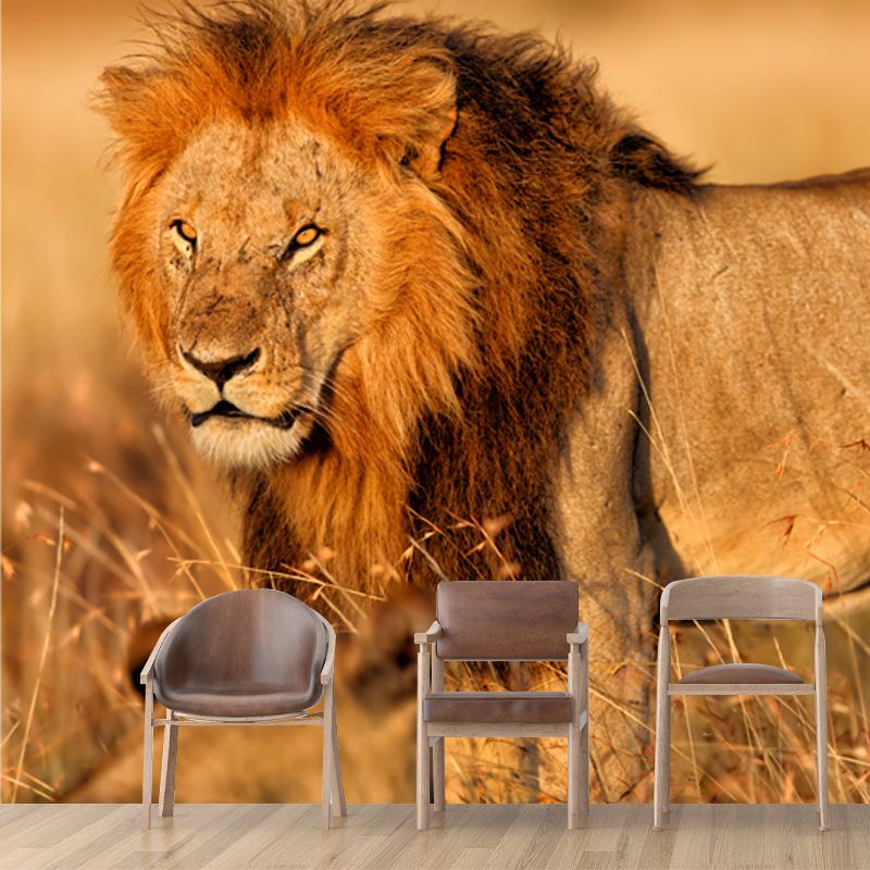 Lion of African Grassland Mural Modern Non-Woven Wall Covering in Brown for Home