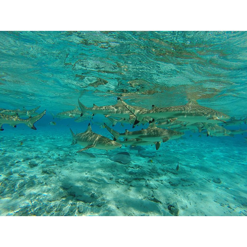 Attractive Wall Mural Shark Patterned Sitting Room Wall Mural