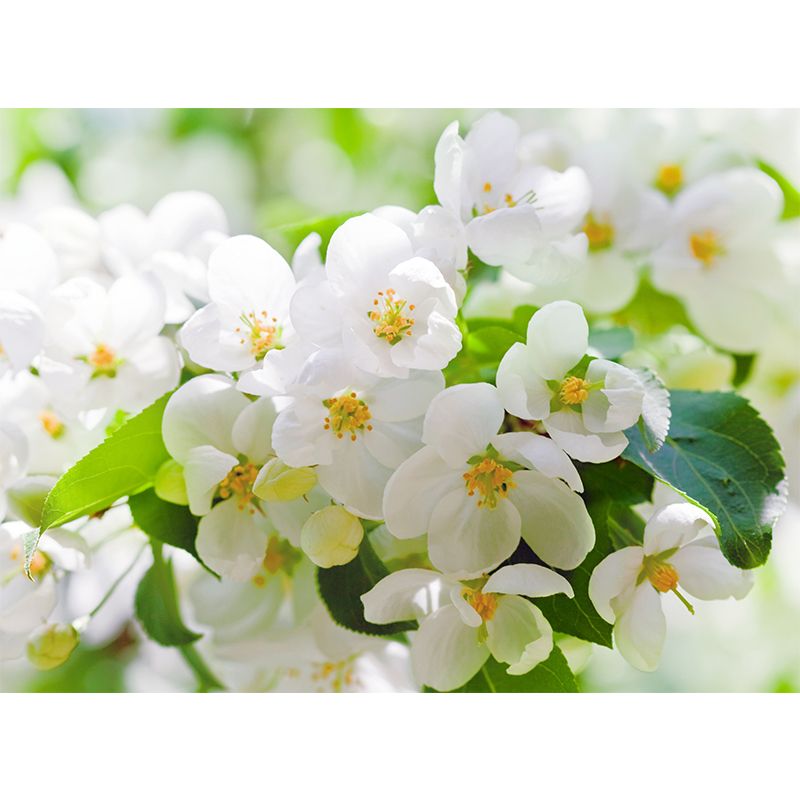 Photography Flower Landscape Wall Mural for Living Room, Pink, Custom Size Available