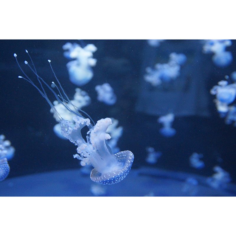 Mysterious Seabed Wall Mural Modern Style Mildew Resistant for Sitting Room