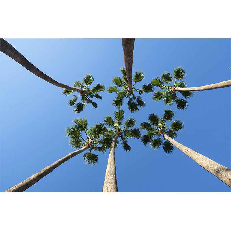 Photography Palm Tree Mural Environment Friendly Wallpaper for Home Decor