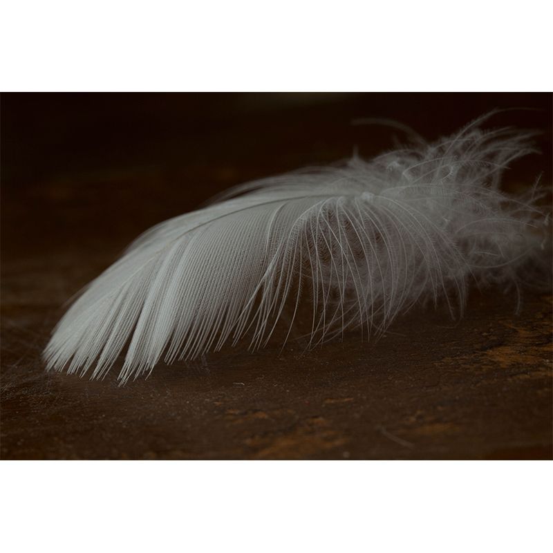 Feather Mural Wallpaper for Sitting Room Decoration, Customized Size Available