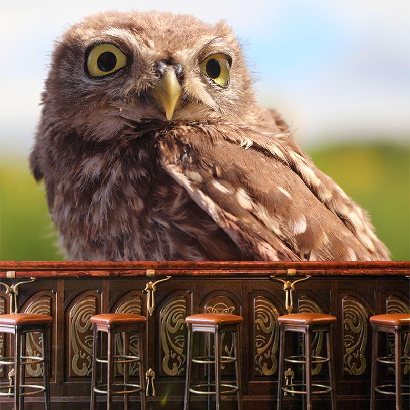 Modern Owl Wall Mural Decal Eco-friendly Stain Resistant for Sitting Room