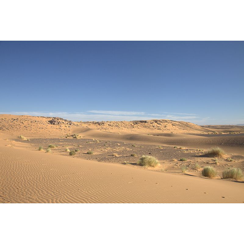 Desert Scenery Mural Decal Customized Contemporary Wall Covering for Bedroom