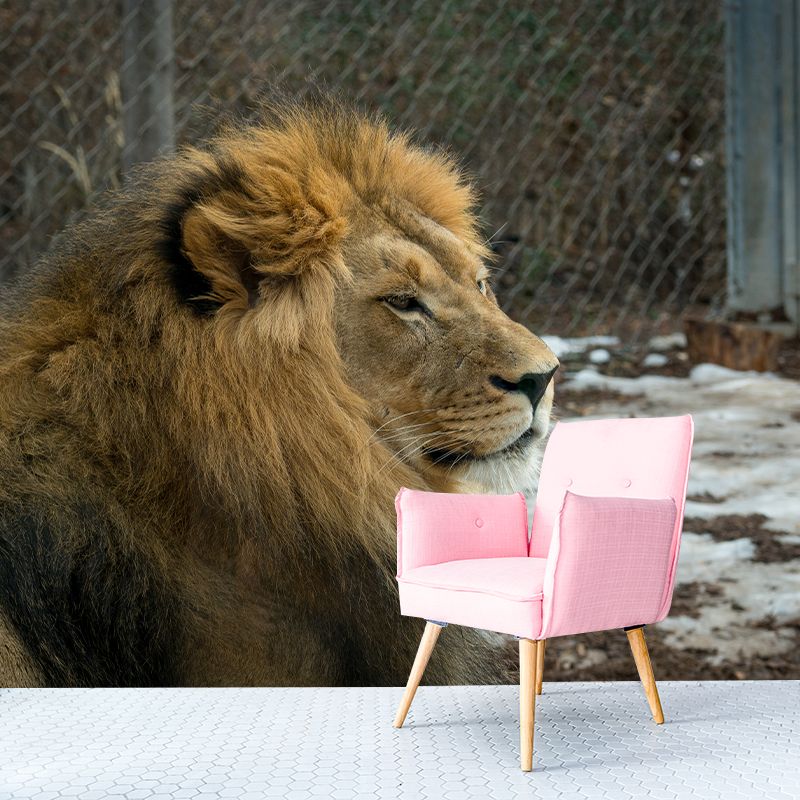 Ferocious Lion Wallpaper Murals Modern Wall Art for Sitting Room, Personalised Size