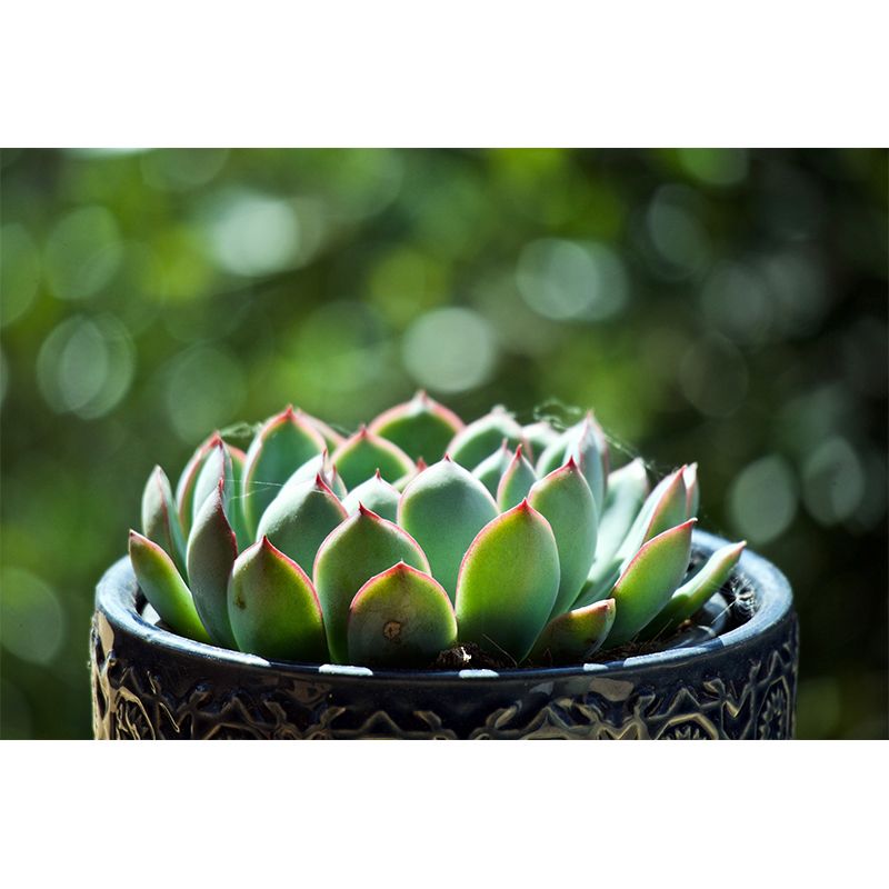 Vigorous Plant Mural Wallpaper Stain-Resistant Wall Covering for Study Room