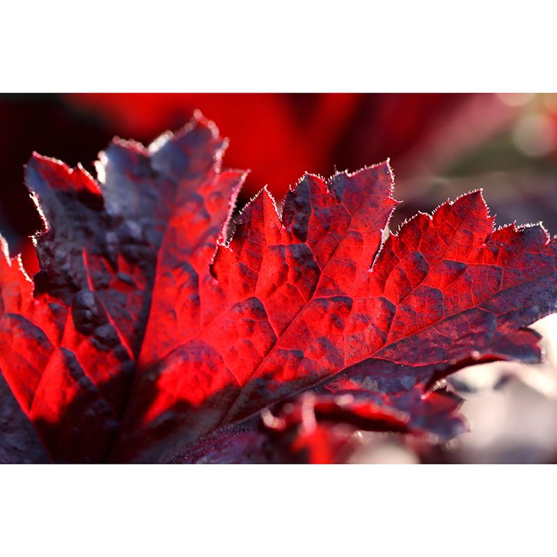 Plant Mural Wallpaper Leaf Surface Pattern for Dining Room Bedroom Home Decor