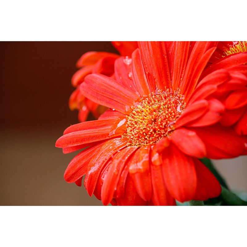 Photography Daisy Mural Wallpaper for Sitting Room Decor Multiple Sizes Available