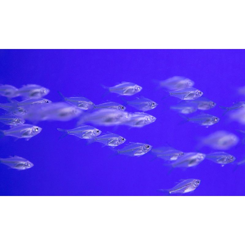 Abundant Marine Life Moisture-Resistant Mural Wallpaper, Personalized Size Available