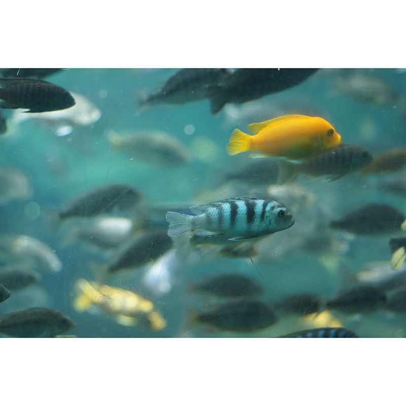 Beautiful Undersea Mural Wallpaper Custom-Made Wall Covering for Sleeping Room