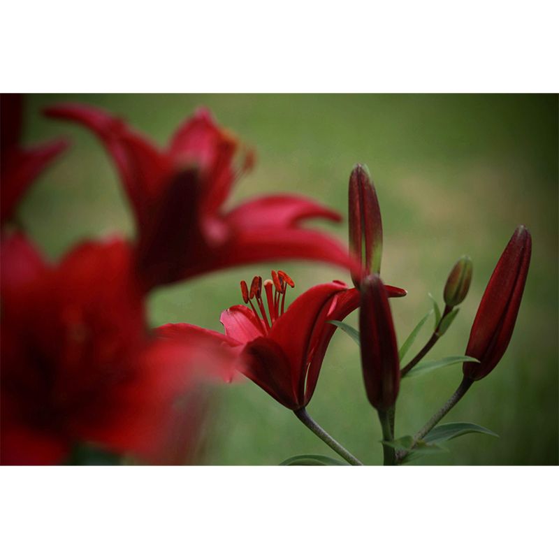 Beautiful Lily Mural Stain Resistant Dining Room Wall Decor, Made to Measure