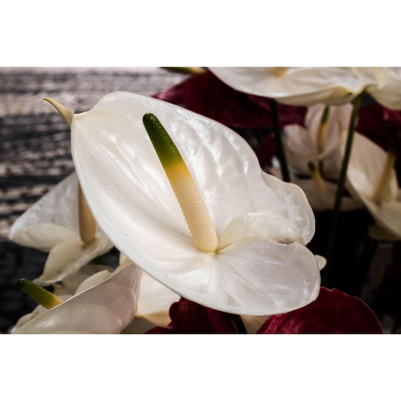 Customized Anthurium Mural Wall Covering Decorative Mildew Resistant for Living Room