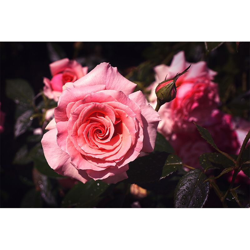 Minimalism Style Roses Wall Mural Decorative Photography for Living Room