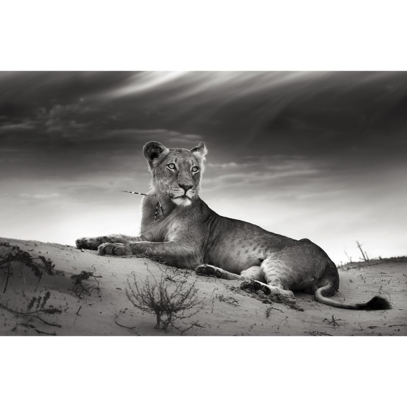 Grey Desert Lion Wallpaper Mural Waterproofing Modernist Bedroom Wall Decoration