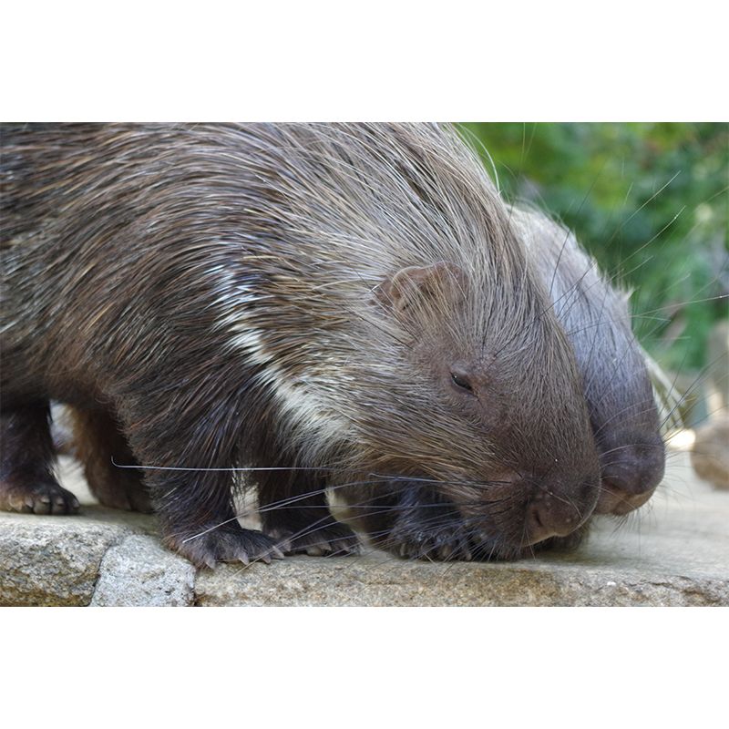 Environment Friendly Mural with Porcupine Painting Mildew Resistant Wallpaper Home Decor