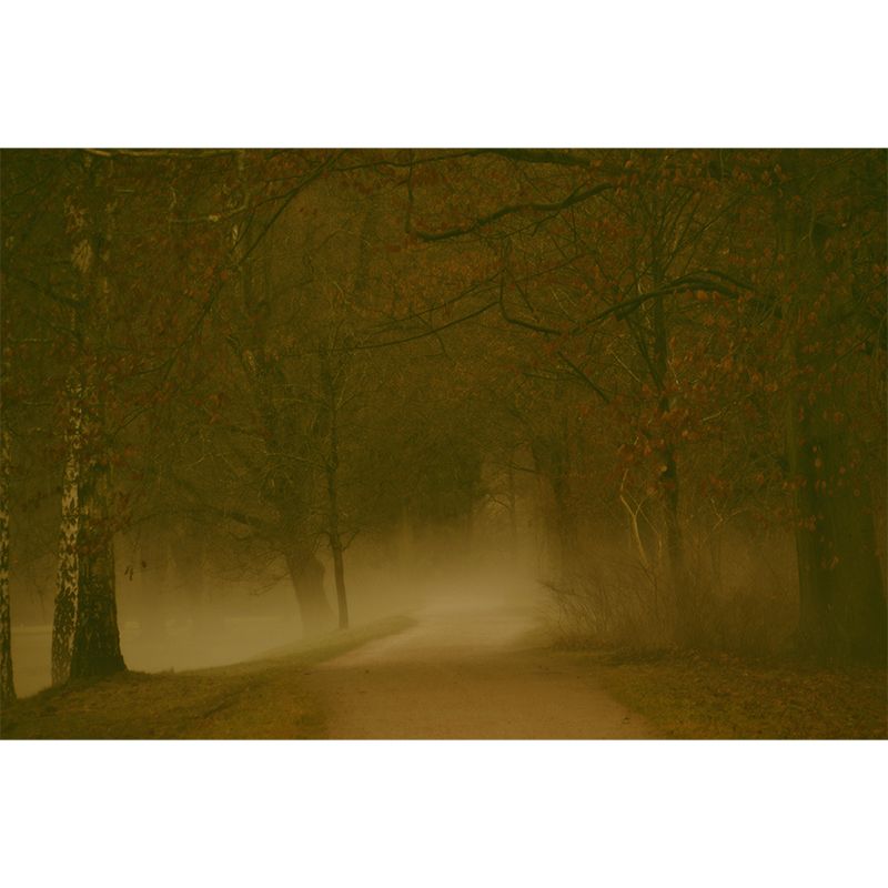 Forest Wall Mural Decor Horizontal Photography Eco-friendly for Decoration