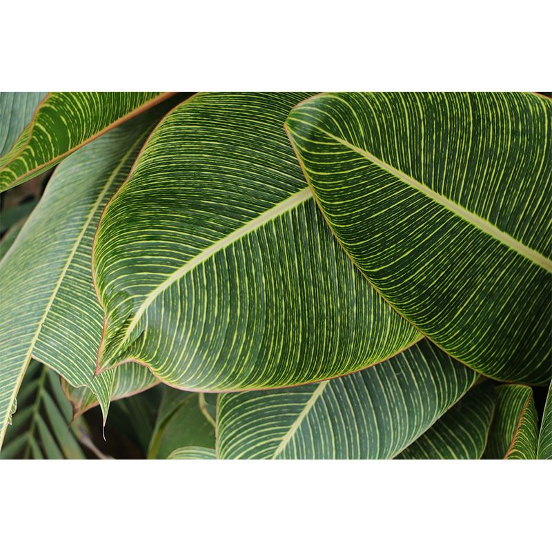 Tropical Leaves Mural Stain-Resistant Wall Decor for Guest Room, Personalized Size