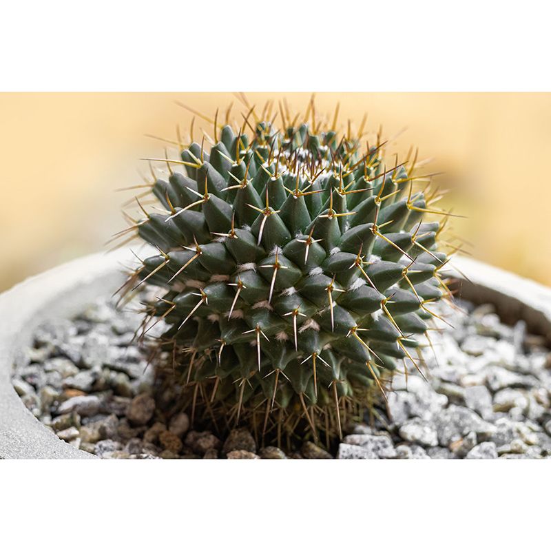 Succulent Houseplant Contemporary Mural for Office Room, Green, Custom Size Available