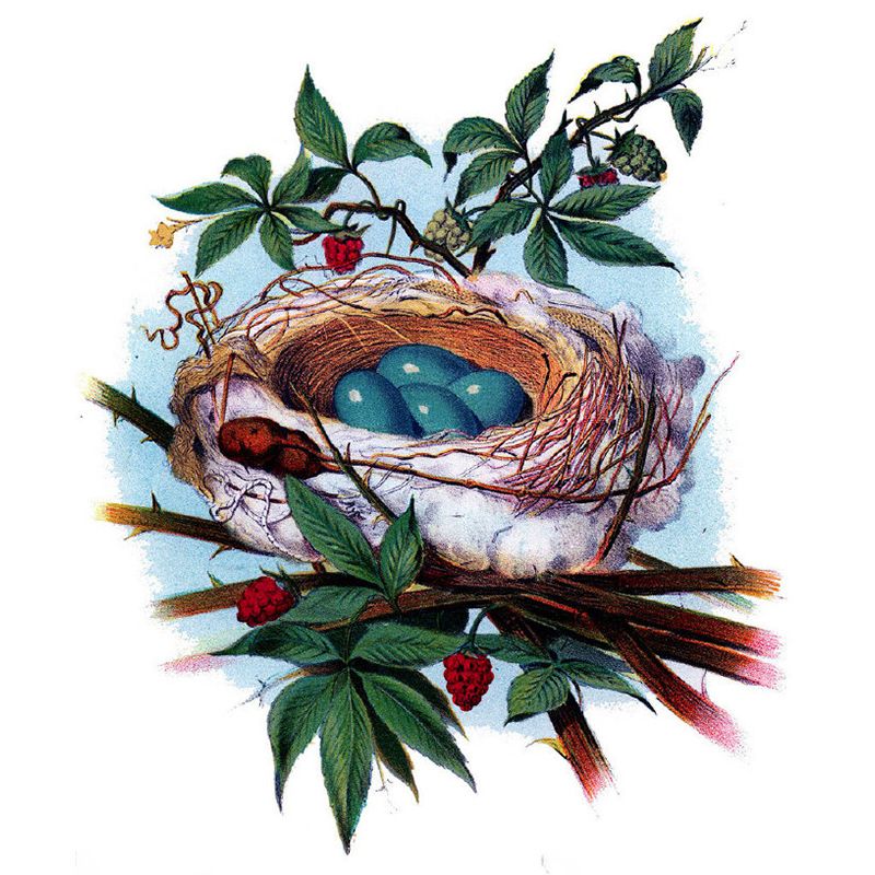 Green Bird's-Nest and Leaves Mural Wallpaper Stain-Proofing Wall Art for Dining Room