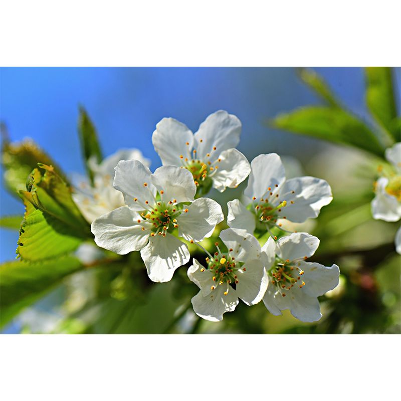 Customized Apple Blossom Mural Wallpaper Contemporary for Guest Room Decor