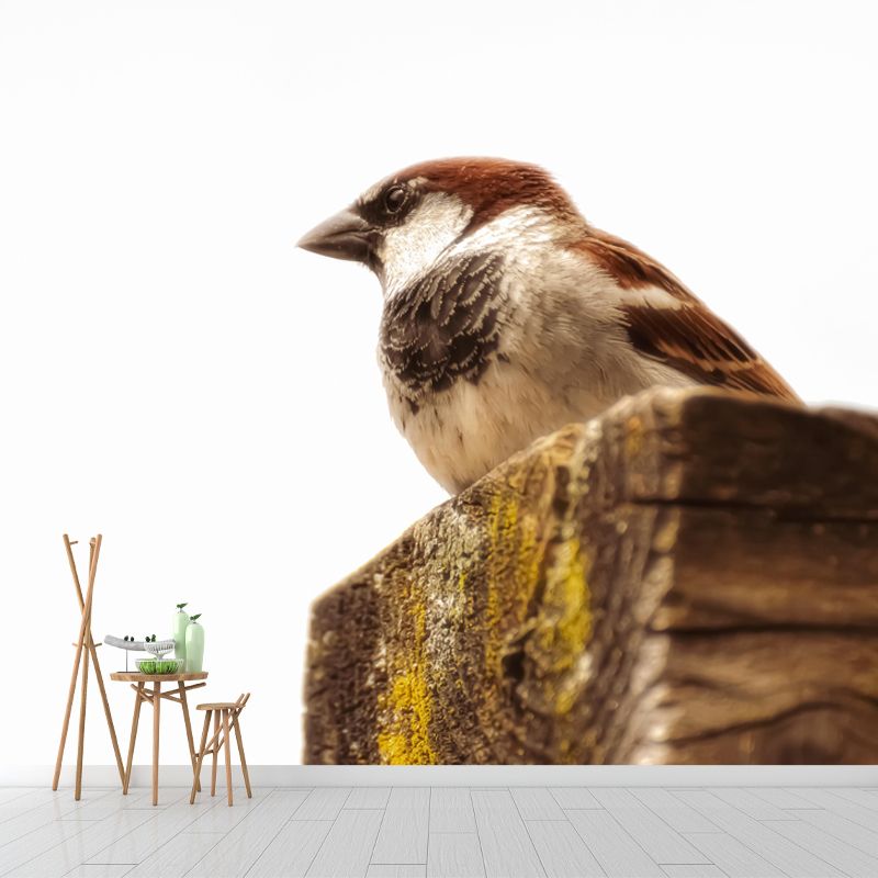 Modern Sparrow Mural Wallpaper Moisture Resistant Living Room Wall Covering