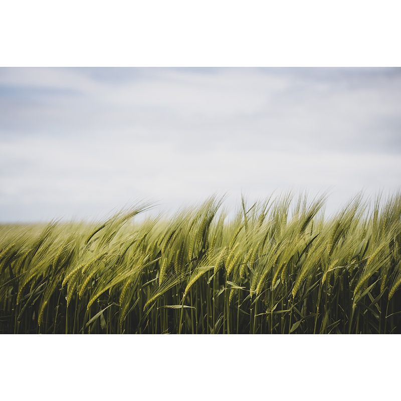 Beautiful Photography Mural Wallpaper Wheat Field Indoor Wall Mural