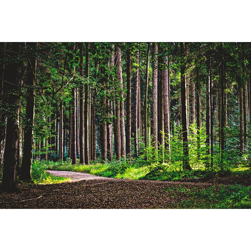 Forest Photo Wall Mural for Living Room Moisture Resistant, Customized Size
