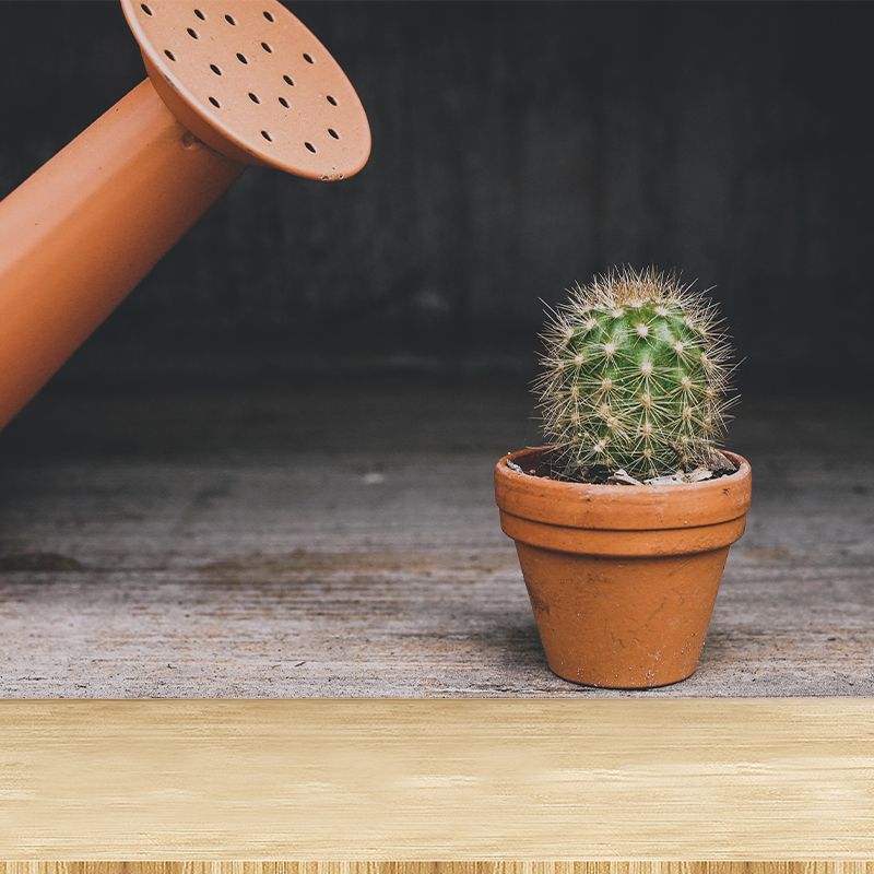 Modern Green Plant Wall Mural with Potted Cactus Pattern for Bar Decoration