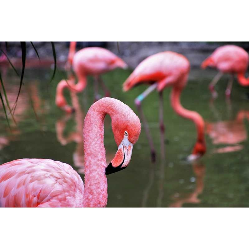 Full Size Flamingo Mural Wallpaper Stain Resistant for Home Wall Decor