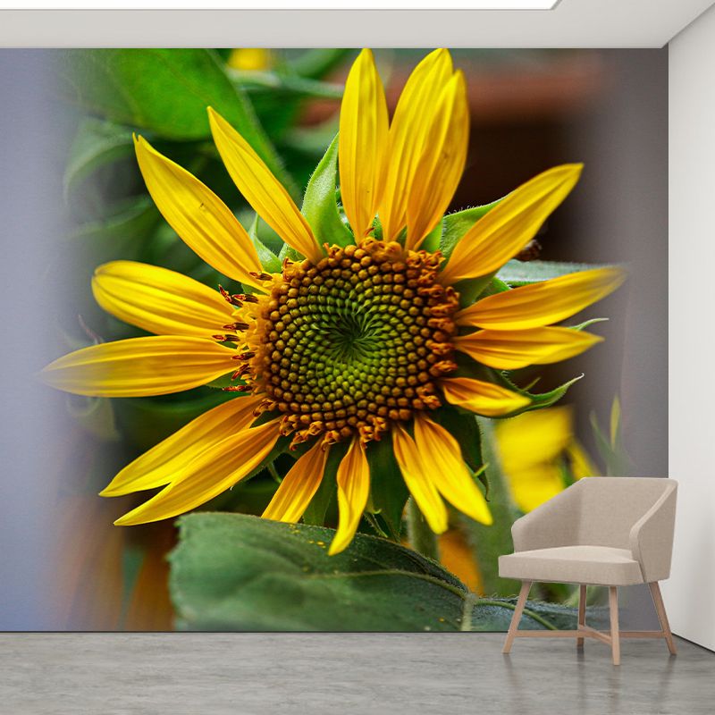 Sunflower Yellow Color Mural Wallpaper for Sleeping Room, Stain Resistant