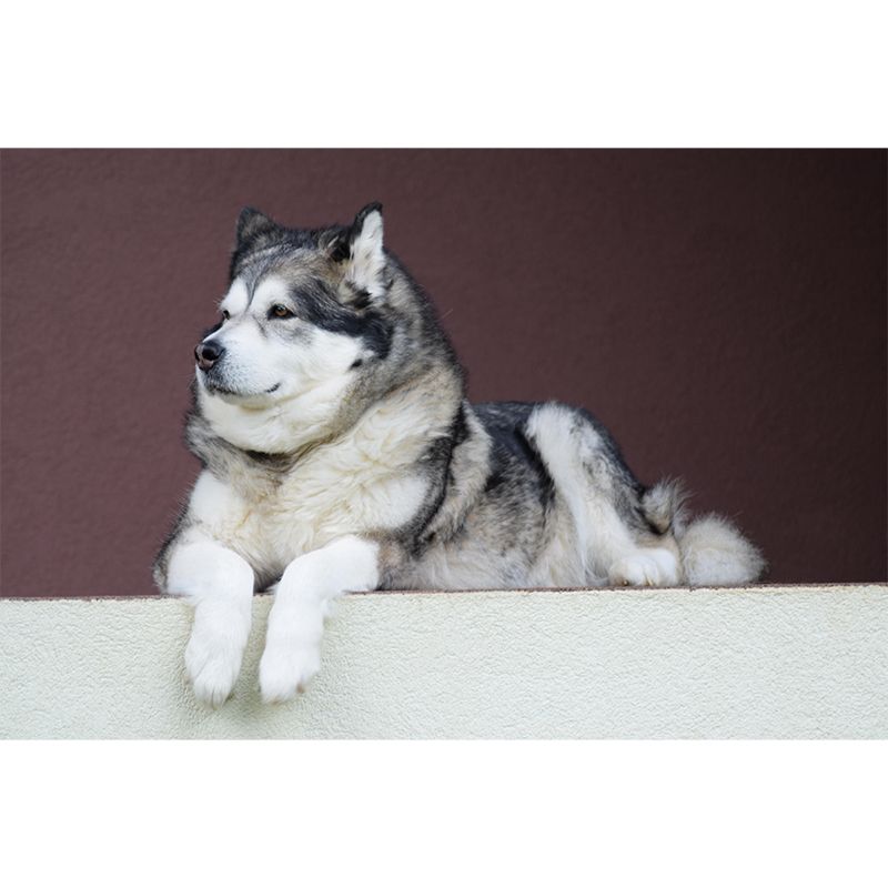 Lovely Alaskan Dog Mural Wall Decor Living Room Wall Covering for Decoration