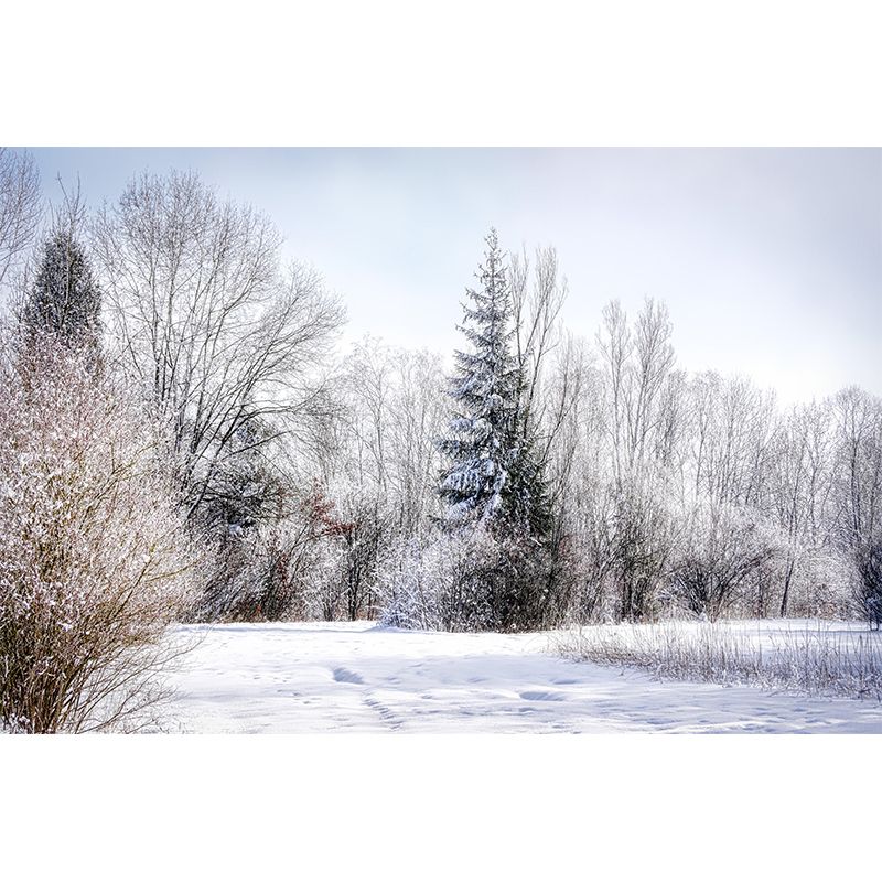 Contemporary Photography Style Forest Mural Wallpaper Mildew Resistant Wall Covering