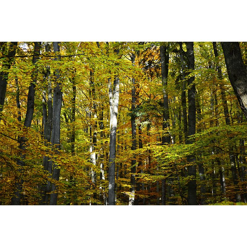 Forest Trees Urals Moisture Resistant Contemporary Hallway Wall Decoration