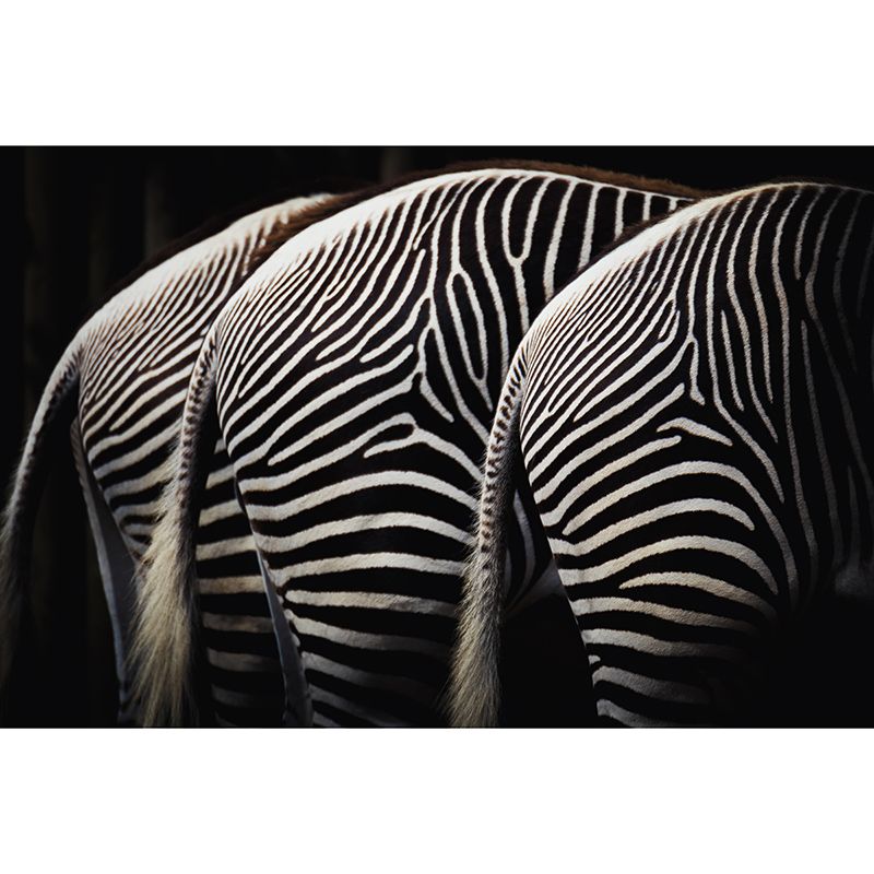 Zebra 3D Wallpaper Wild Animal Mural Horizontal Photography Sitting Room Wall Mural