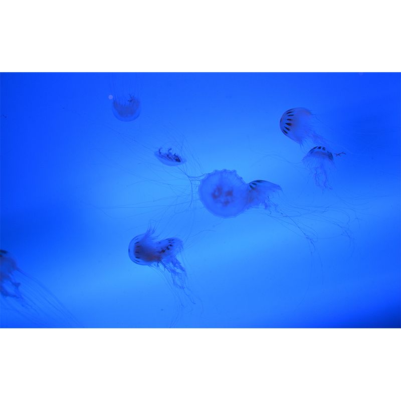 Marine Life Mural Environment Friendly Wallpaper for Girl's Bedroom, Made to Measure