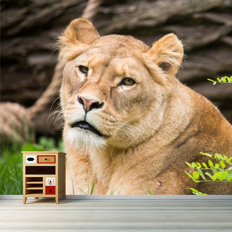 Large Female Lion Wallpaper Mural Stain-Resistant Modern Bedroom Wall Art in Brown