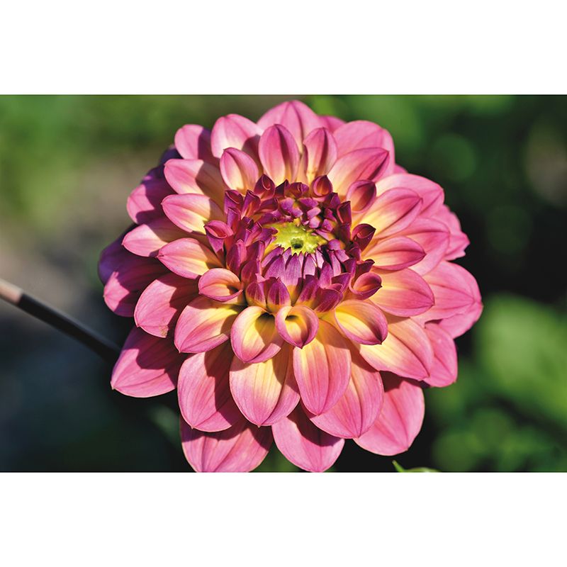 Minimalism Style Flower Mural Modern Smooth Wall Covering for Sleeping Room