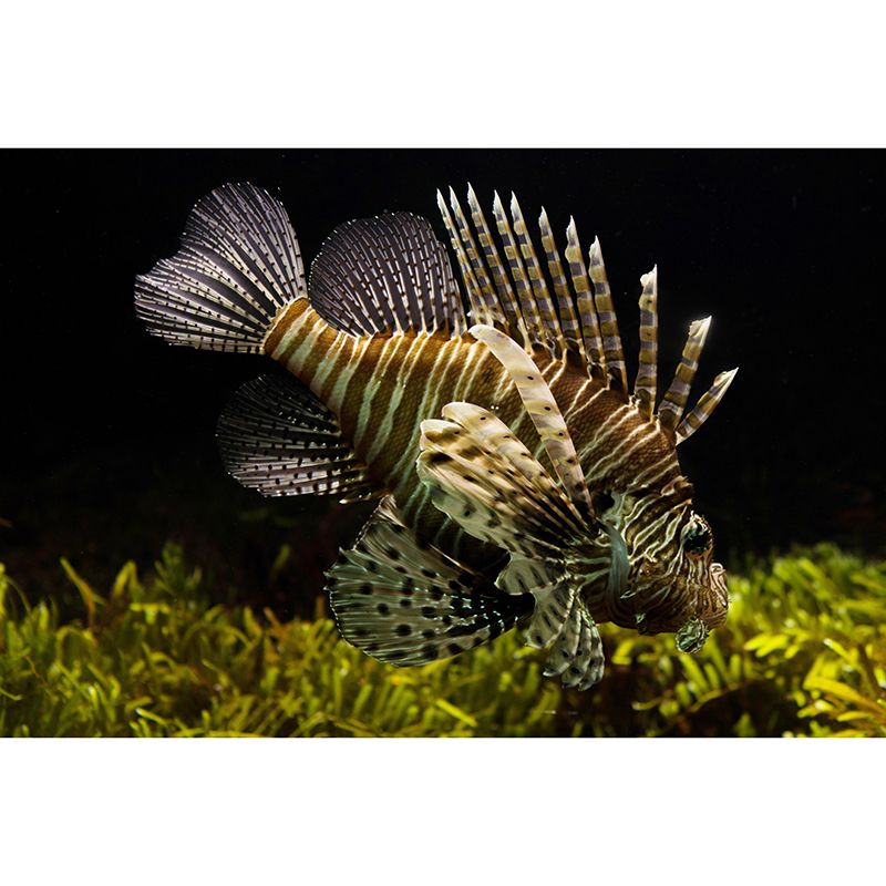 Lionfish Mural Decal Decorative Modern Style Moisture Resistant for Sitting Room