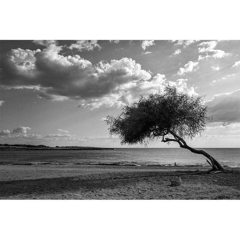 Sky Scene Wallpaper Contemporary Mural Mildew Resistant Wallpaper for Living Room