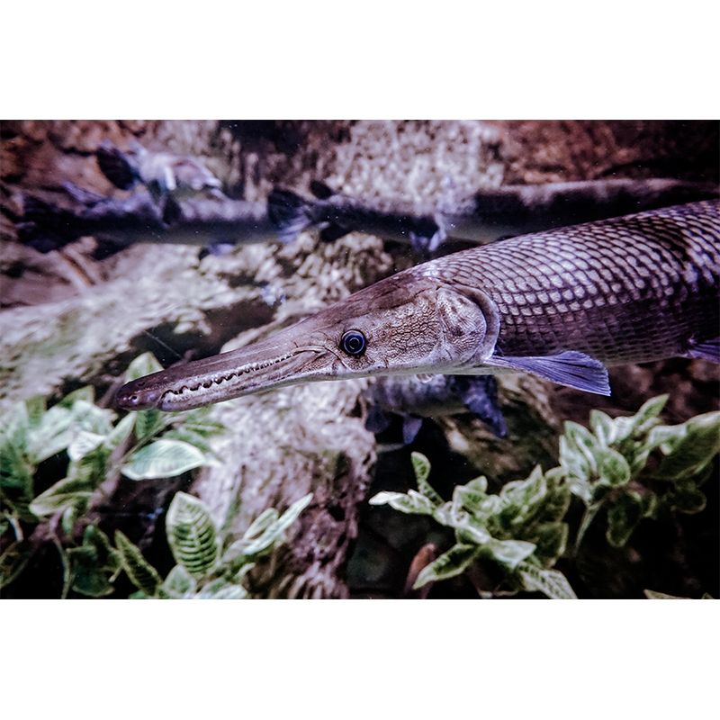 Underwater World Wall Mural Contemporary Decorative Wall Art for Decoration